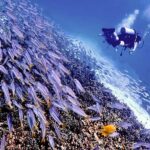 Phuket Scuba Diving Racha Islands 1-3 Dives For All Levels - The Day’s Flow and Highlights