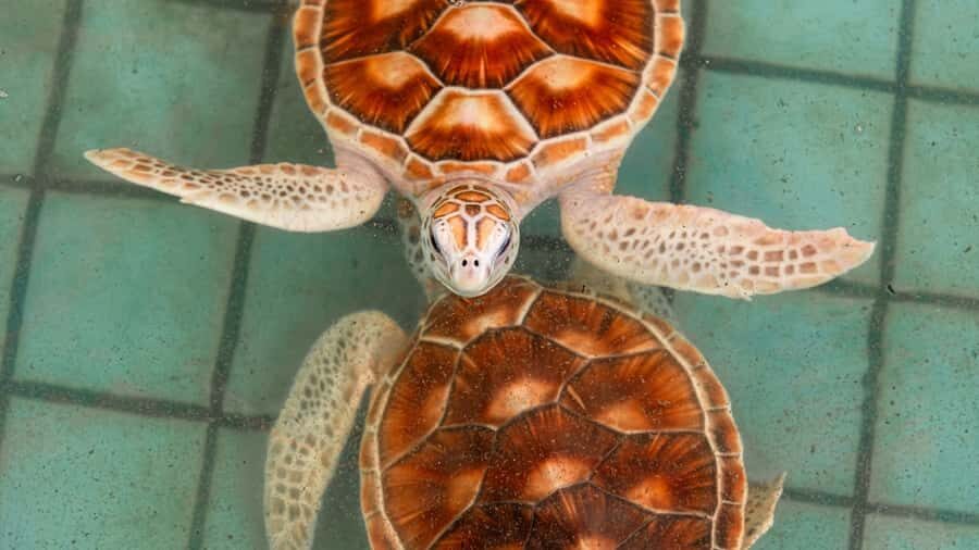 Phuket: Sea Turle Center,Temples,Tsunami & Elephant and More - Transport, Timing, and Group Size