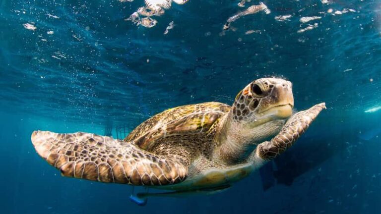 Phuket: Similan Islands Tour by Premium Speed Catamaran - What Travelers Can Expect