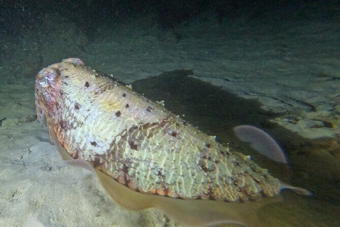 Phuket: Stunning Night Dive from the shore - What’s Included and What’s Not