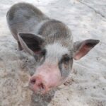 Pig Island(Koh Mudsum) and Koh Tan Half Day Snorkeling Tour - The Highlights in Detail