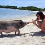 Pigs Island exclusive Semi VIP - Potential Drawbacks and Considerations