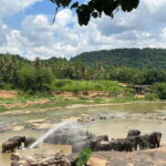 Pinnawala Day Tour from Kandy (Private tour ) - Practical Details: Transportation, Timing, and Cost