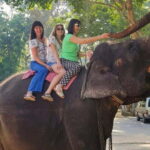 Pinnawala,Kandy Day Tour from Colombo/Negombo - Mid-Morning: Tea Factory Tour