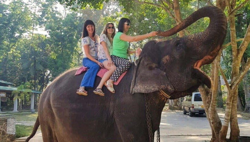 Pinnawala,Kandy Day Tour from Colombo/Negombo - Mid-Morning: Tea Factory Tour