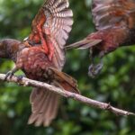Pkaha Wildlife Centre Guided spiritual Tour from Wellington - Exploring the Pkaha Wildlife Centre from Wellington