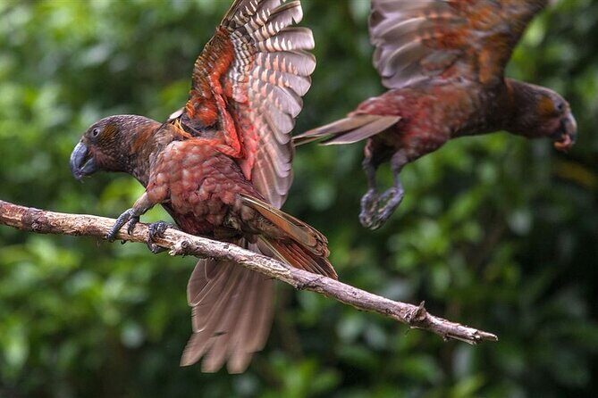 Pkaha Wildlife Centre Guided spiritual Tour from Wellington - Exploring the Pkaha Wildlife Centre from Wellington