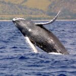 Platinum Whale Sightseeing and Cayo Levantado Island Tour - Detailed Breakdown of the Itinerary