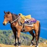 Pokhara: 1-Hour Horseback Ride with Hotel Pickup - The Guides and Their Role