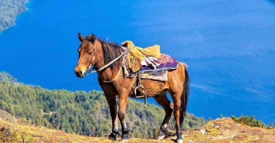 Pokhara: 1-Hour Horseback Ride with Hotel Pickup - The Guides and Their Role