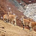 Pokhara: Dhorpatan 2-Day Jeep Tour with lady Guide - Final Thoughts: Who Should Consider This Tour?