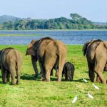 Polonnaruwa: Danigala Hike, Maduru Oya Safari and Kandy Drop - Detailed Breakdown of the Experience