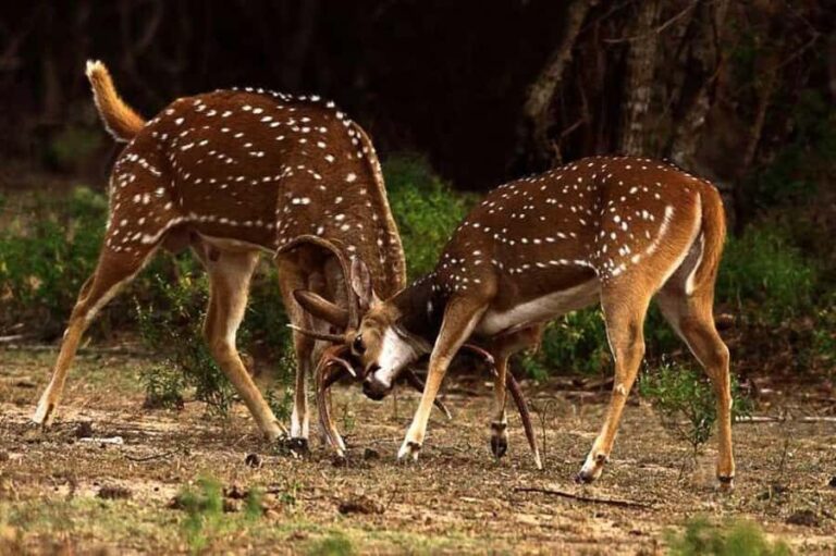 Polonnaruwa: Maduru Oya Safari & Danigala Hike with Lunch - FAQ