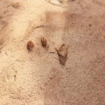 Pondicherry: Tropical Dry Evergreen Forest Guided Walk - Who Will Enjoy This Tour?