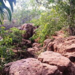 Pondicherry: Tropical Dry Evergreen Forest Guided Walk - The Sum Up
