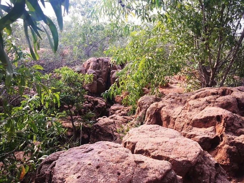 Pondicherry: Tropical Dry Evergreen Forest Guided Walk - The Sum Up