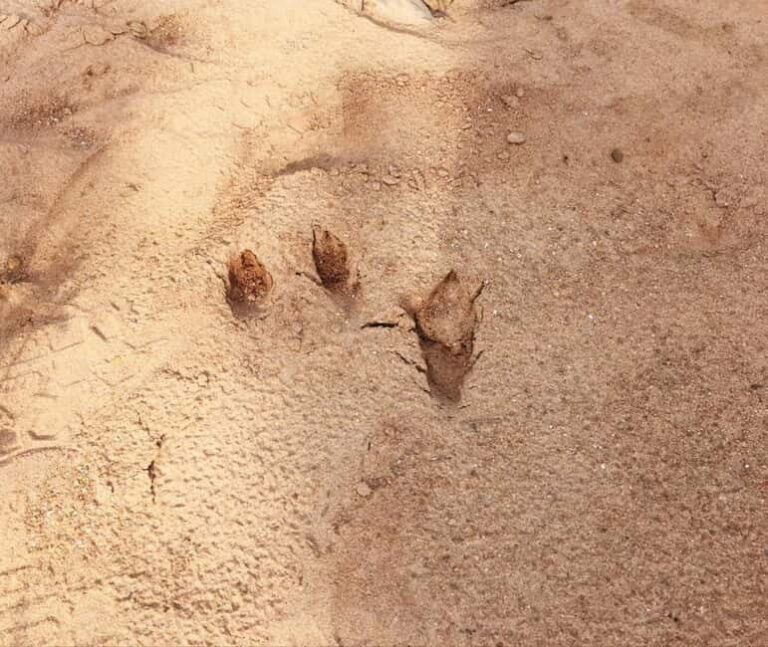 Pondicherry: Tropical Dry Evergreen Forest Guided Walk - Who Will Enjoy This Tour?