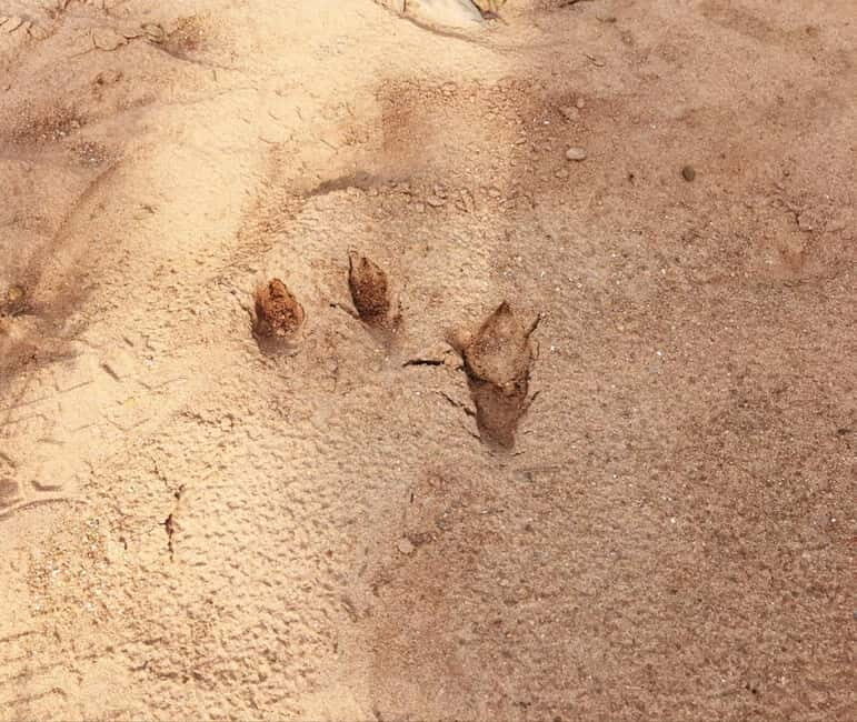 Pondicherry: Tropical Dry Evergreen Forest Guided Walk - Who Will Enjoy This Tour?