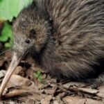 **Popular Cruiseship Tour** - Total Kiwi Experience! - A Deep Dive into the Tour Experience