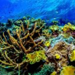 Port Douglas: Just 12 Passengers Guided Snorkel Reef Cruise - Food, Comfort, and Relaxation