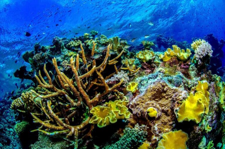 Port Douglas: Just 12 Passengers Guided Snorkel Reef Cruise - Food, Comfort, and Relaxation