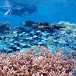 Port Douglas: Silversonic Great Barrier Reef Dive & Snorkel - Who Will Love This Tour?