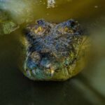 Port Douglas: Wildlife Habitat Croc Feed Experience & Entry - Detailed Breakdown of the Experience