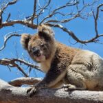 Port Lincoln Mikkira Station Wild Koala Safari Tour - Frequently Asked Questions