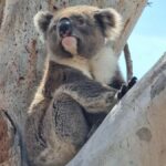 Port Lincoln Mikkira Station Wild Koala Safari Tour - The Logistics and Value