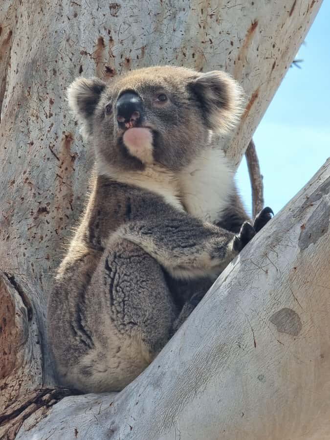 Port Lincoln Mikkira Station Wild Koala Safari Tour - The Logistics and Value