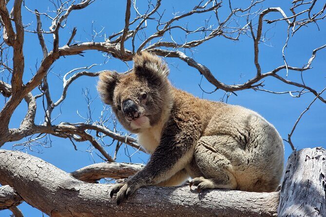Port Lincoln Mikkira Station Wild Koala Safari Tour - Frequently Asked Questions