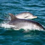 Port Stephens: Dolphin Discovery Cruise - A Closer Look at the Itinerary