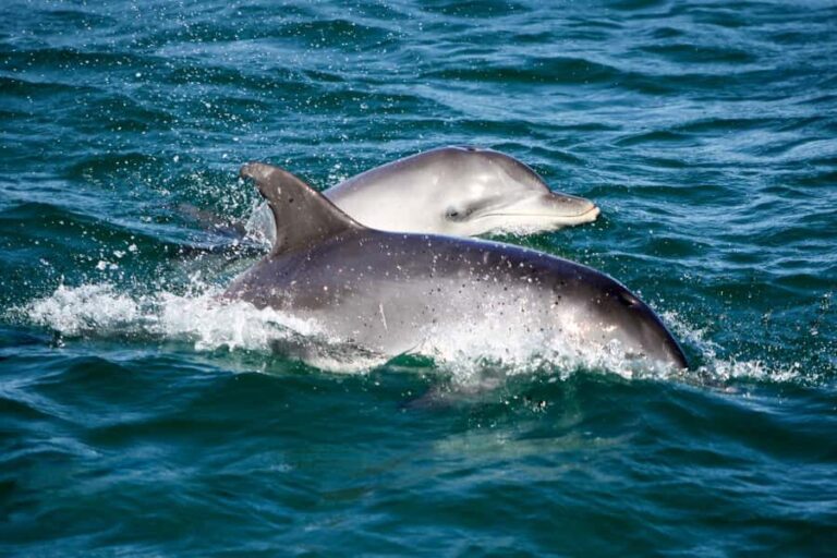 Port Stephens: Dolphin Discovery Cruise - A Closer Look at the Itinerary