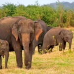 Pottuvil Lagoon Eco Tour : Mangrove Adventure in Arugam Bay - Who Will Love This Tour?