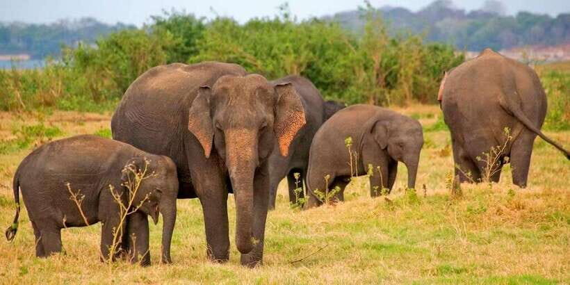 Pottuvil Lagoon Eco Tour : Mangrove Adventure in Arugam Bay - Who Will Love This Tour?