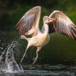 Prek Toal Bird Sanctuary and Great Lake Tour in Cambodia - Authentic Experiences: What Sets This Tour Apart