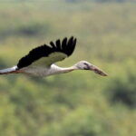 Prek Toal Birds Sanctuary & floating Village Private Tour - What to Expect From the Tour