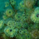 Premier Dive Spots Experience in Kushimoto - What Makes This Tour Special?