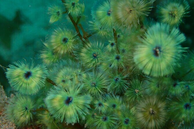 Premier Dive Spots Experience in Kushimoto - What Makes This Tour Special?