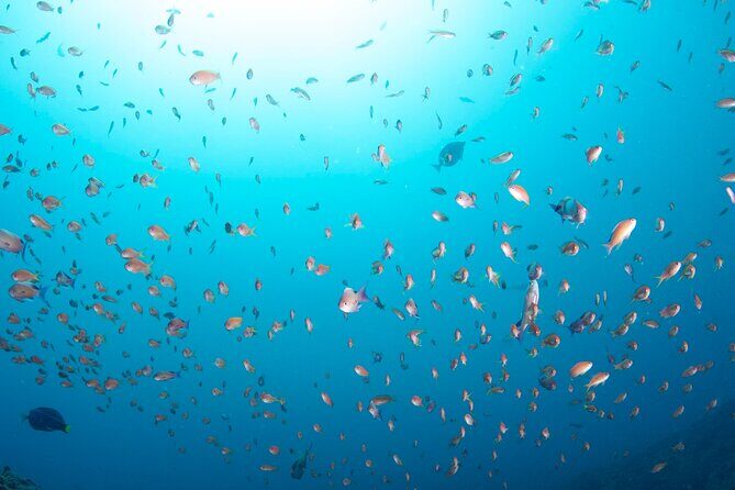 Premier Dive Spots Experience in Kushimoto - Authentic Insights from Reviewers