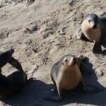 Premium 2 Day Kangaroo Island Minibus Tour from Adelaide - The Itinerary in Detail: What to Expect