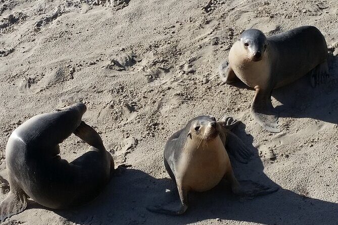 Premium 2 Day Kangaroo Island Minibus Tour from Adelaide - The Itinerary in Detail: What to Expect