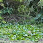 Premium Tour DE Tahiti, EN Half Day Privatised - What’s Included and What’s Not