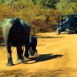 Private 02 Day Leopard Safari in Yala from Colombo - Detailed Breakdown of the Itinerary