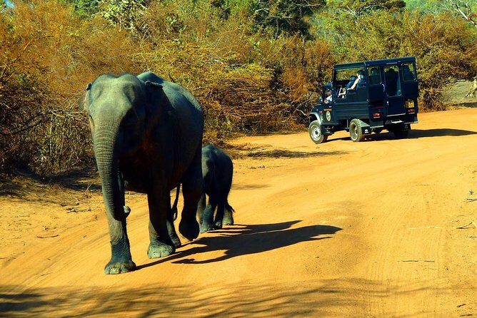 Private 02 Day Leopard Safari in Yala from Colombo - What Makes This Tour Stand Out