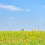 [Private] Anseong Farmland Flower Festival & Golden Buddha Temple - Pricing and Value