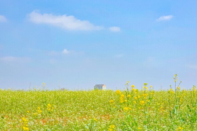 [Private] Anseong Farmland Flower Festival & Golden Buddha Temple - Pricing and Value