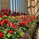 Private Auckland Best Top 5 Spots Half day Tour - The Practical Side: What You Need to Know