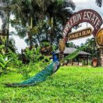 Private Black River and Appleton Rum Tour From Negril - Authentic Insights from Reviewers