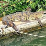 Private Black River Safari Tour from Montego Bay Resorts - Why We Think It’s Worth It